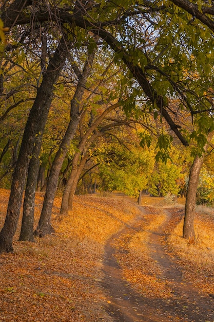 Pathway in the foggy autumn park