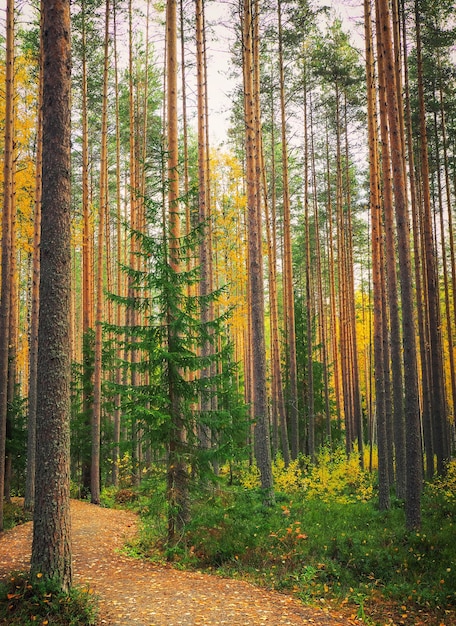 Pathway in the forest at autumn in Karelia Beautiful colorful landscape