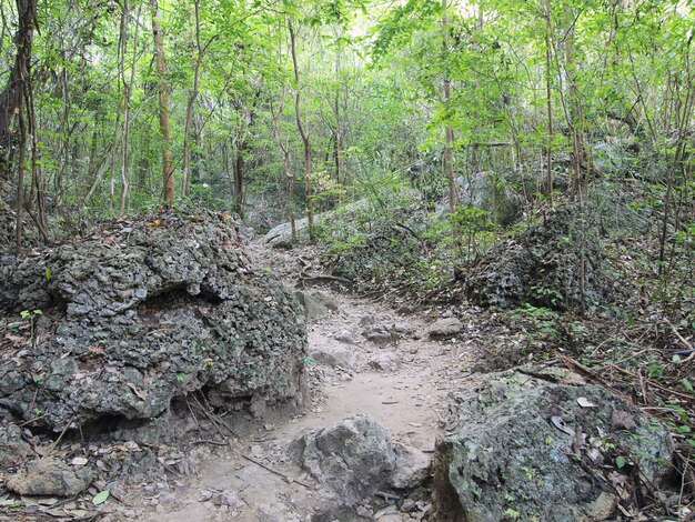 pathway in the forest to the mountains