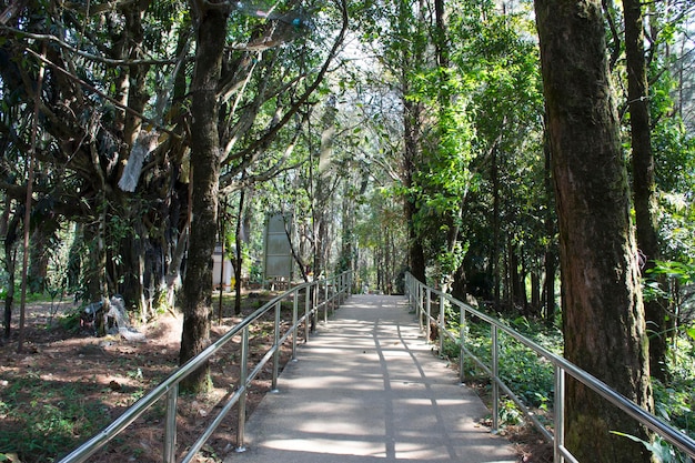 Pathway in forest for people walking go to travel visit and respect pray Phra That Doi Chang Mub Stupa at Mae Fah Luang mountain in Chiang Rai Thailand