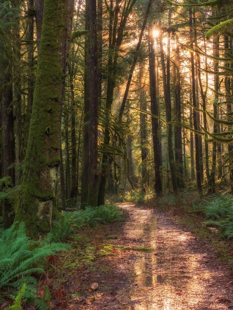 Foto un sentiero in una foto di foresta