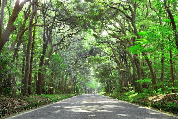 Pathway in forest