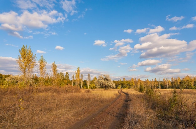 Pathway in the forest