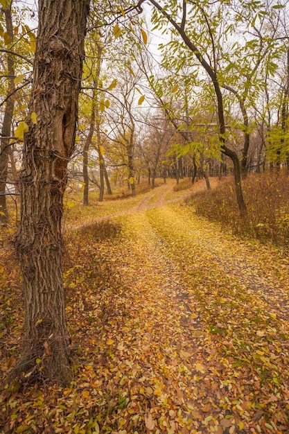 Pathway in the forest