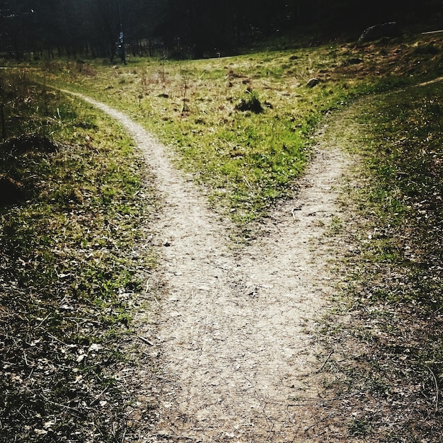 Photo pathway on grassy field in forest