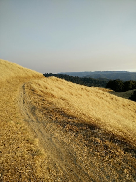 Foto cammino su una collina erbosa contro un cielo limpido