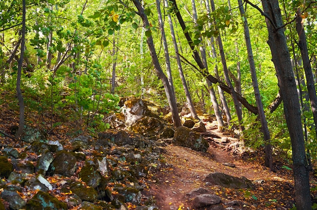 Pathway in a green forest. Forest conservation area. Natural Park.                               