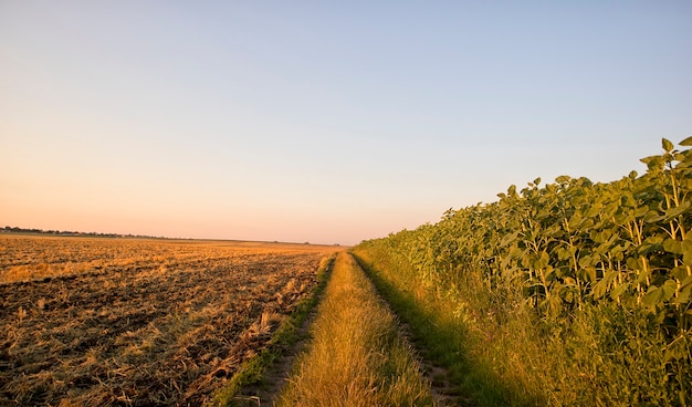 The pathway in the middle of the green field on the sunset