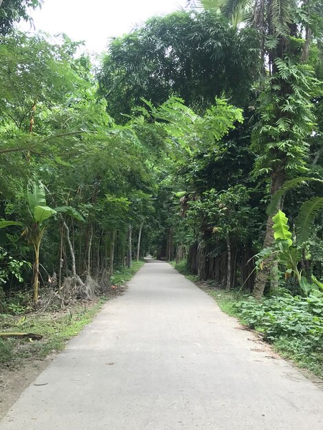 A pathway in middle of tropical forest