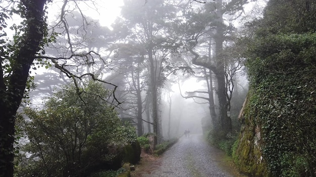 Pathway in misterious forest with fog in background