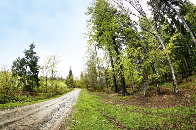 Pathway in mountain forest