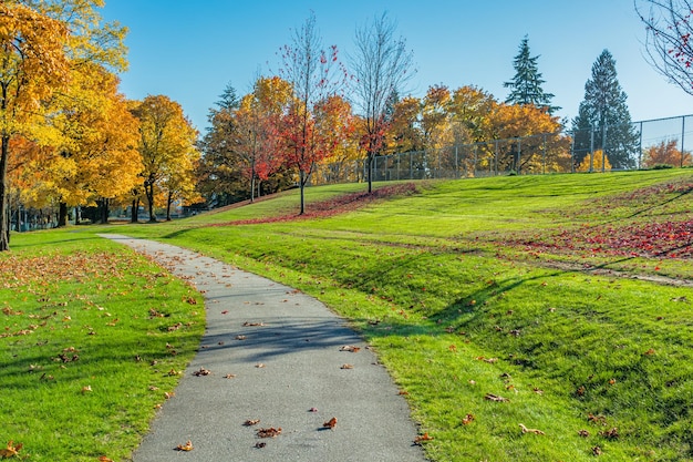 Photo pathway in the park covered with maple leaves