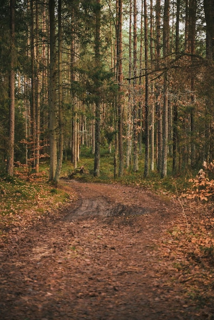 Pathway in the park Gravel public road outdoors