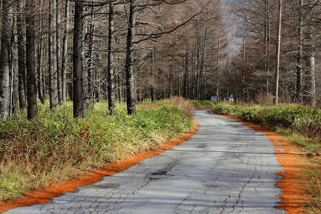 Pathway in pine tree forest