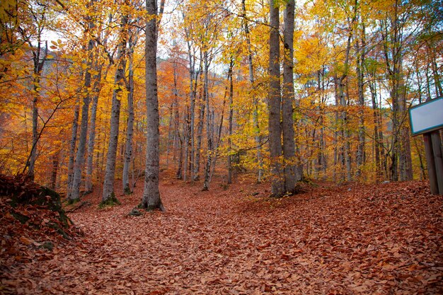 Pathway (rural road, alley) in the forest. natural tunnel.\
autumn, seasons, environment