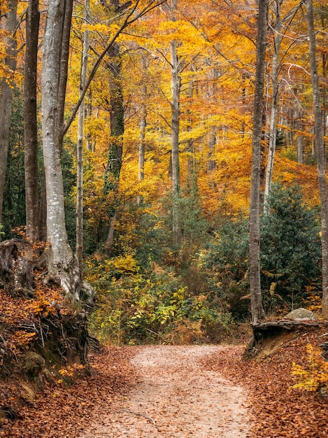 Pathway through the autumn forest with colorful trees