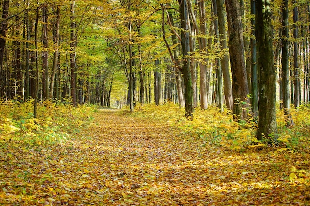 Pathway through the autumn forest