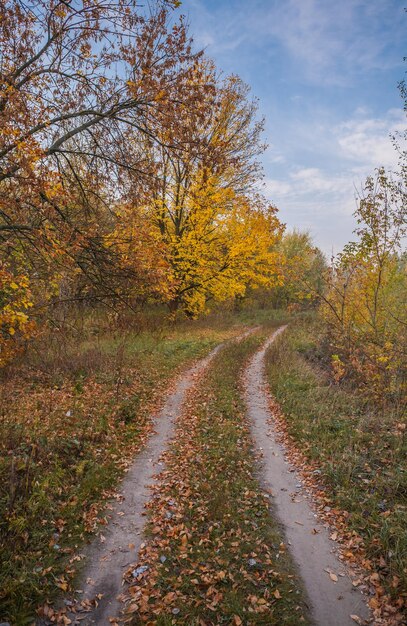 Pathway through the autumn forest