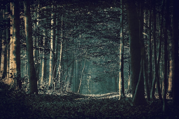 Pathway through the forest