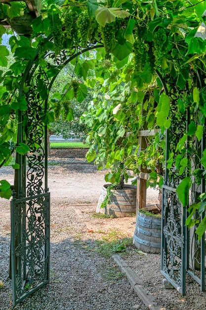 Photo pathway to a vine yard through the iron cast gate