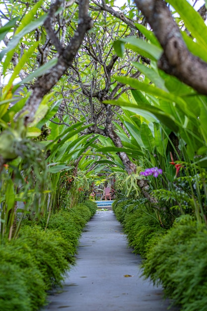 A pathway with lush trees