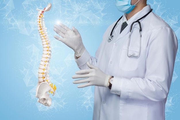 Patiënt ruggengraat onderzoek behandelconcept Dokter werkt met een mock-up van de ruggengraat op een blauwe achtergrond op het net