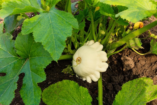 Patisson is net opgegroeid op een tuinbed Bush-pompoen Oogsten Tuinieren