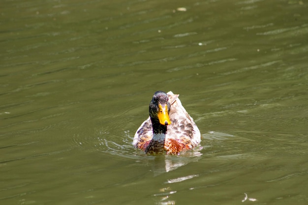 Pato comun en aguas calmadas de laguna in Midden-Amerika