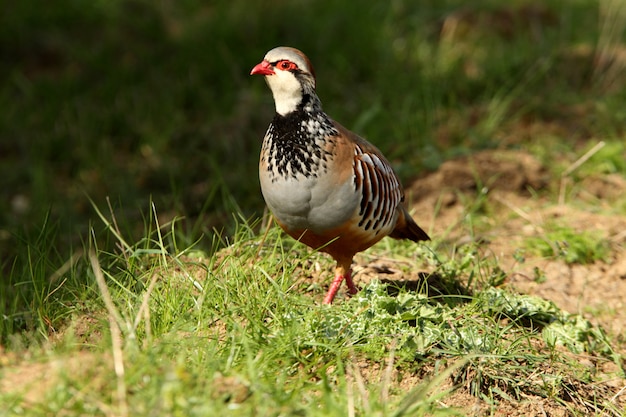 Patrijs met rode poten op het gebied