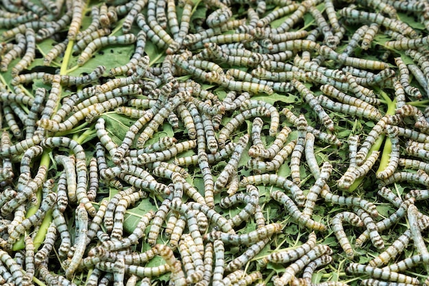 Patronen van zijderupsen die moerbeiboombladeren eten