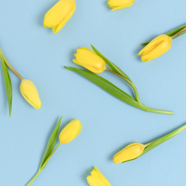 Patroon gemaakt van gele tulp bloemen op een blauwe pastel achtergrond