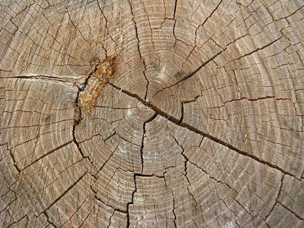 Patroon van donker hout op een snede van de boom