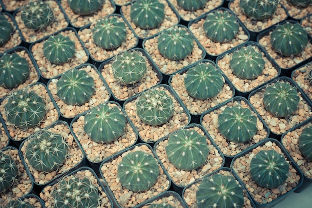 Patroon van klei potten cactus