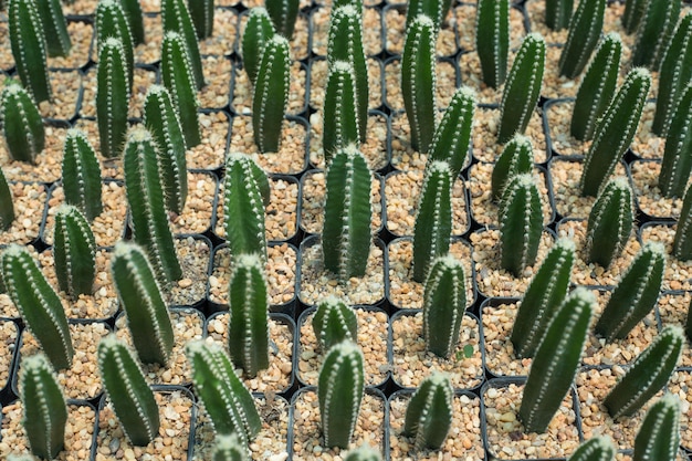 Patroon van klei potten cactus