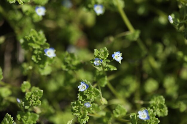 patroon van kleine lente wilde bloemen met bladeren