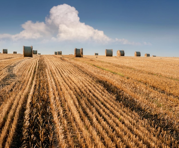 Patroon van stoppels geoogst op het gebied van tarwe en strobalen op rollen tegen de achtergrond van een prachtige lucht