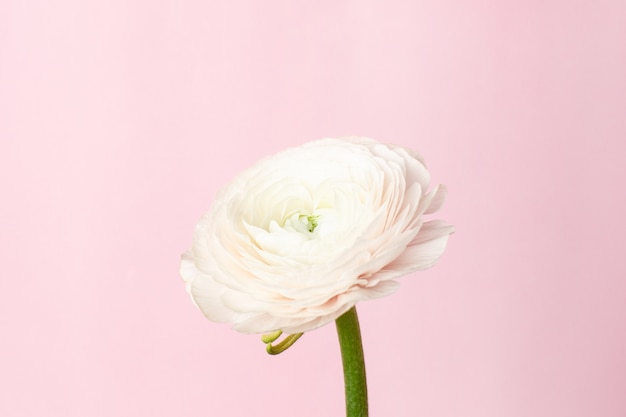 Patroon witte ranunculus bloem op pastelroze