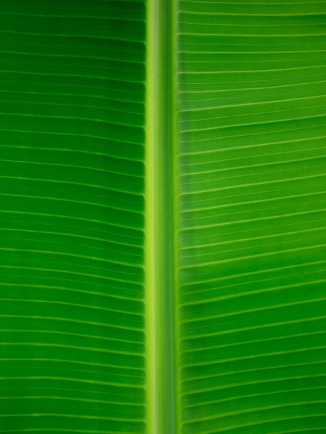 Photo pattern on banana leaf