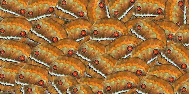 a pattern of butterflies with orange and green colors.