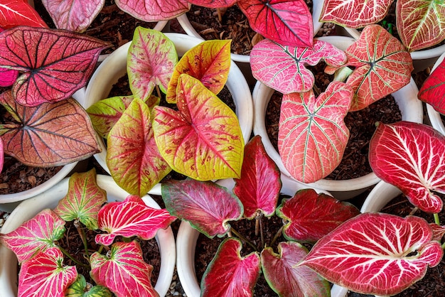 Pattern of caladium foliage plant red and yellow color on the pot