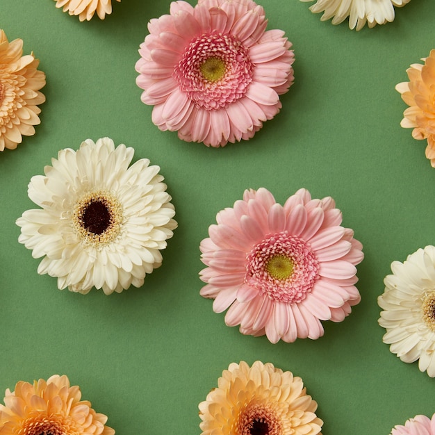 Pattern of colorful flowers gerbera isolated on a green