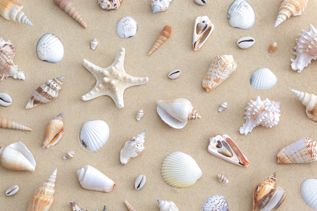 Photo pattern composition of seashells on beach sand