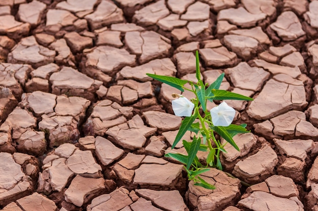 Pattern of cracked and dried soil With a growth white flower background