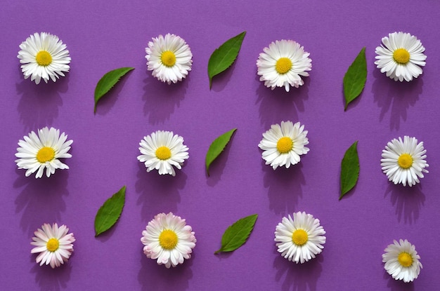 Pattern of daisies on a purple background with hard shadows