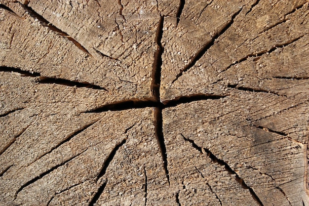 Pattern of dark wooden on a cut of the tree