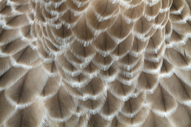 Pattern of feather for background