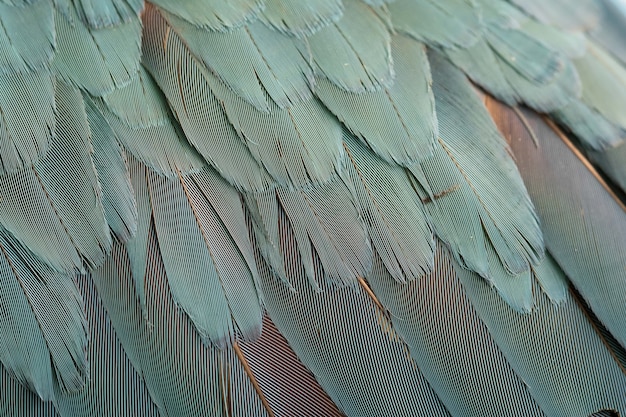 Pattern of feather, Closeup feather