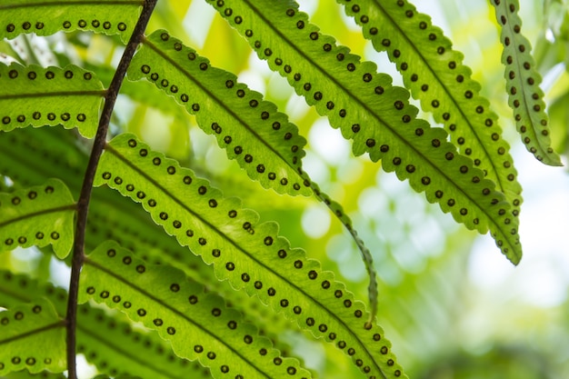 pattern of fern leaf in the garden.