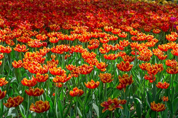 A pattern of flowering flowers