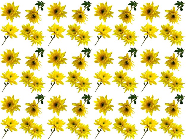 Photo pattern flowers background